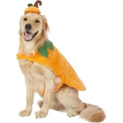 Frisco Pumpkin Dog & Cat Costume -Pet Dog Supplies Store 144446 PT2. AC SS1800 V1567174700