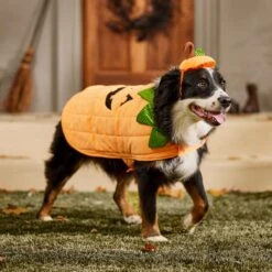 Frisco Pumpkin Dog & Cat Costume -Pet Dog Supplies Store 144446 PT7. AC SS1800 V1567180408