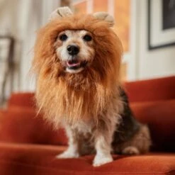 Frisco Lion Mane Dog & Cat Costume -Pet Dog Supplies Store 158732 PT7. AC SS1800 V1691686202