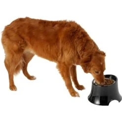 Frisco Stainless Steel Bowl With Elevated Stand 12 Frisco Stainless Steel Bowl With Elevated Stand -Pet Dog Supplies Store 216020 PT6. AC SS1800 V1605653241