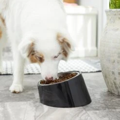 Frisco Stainless Steel Bowl With Elevated Stand 13 Frisco Stainless Steel Bowl With Elevated Stand -Pet Dog Supplies Store 216020 PT7. AC SS1800 V1605662208