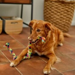 Frisco 4-Knot Tri-Color Rope Dog Toy -Pet Dog Supplies Store 242139 PT2. AC SS1800 V1605208764