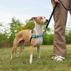 Frisco Padded Reflective No Pull Harness -Pet Dog Supplies Store 277892 PT4. AC SS1800 V1629816716