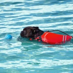 Frisco Active Dog Life Jacket & Frisco Foam Rubber Floating Fetch Ball No Squeak Dog Toy -Pet Dog Supplies Store 303364 PT8. AC SS1800 V1623163654