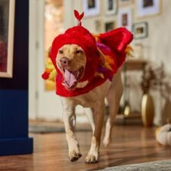 Frisco Flying Phoenix Dog & Cat Costume -Pet Dog Supplies Store 708150 PT7. AC SS1800 V1689343869