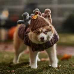 Frisco Squirrels & Nuts Ride-On Dog & Cat Costume 10 Frisco Squirrels & Nuts Ride-On Dog & Cat Costume -Pet Dog Supplies Store 709422 PT7. AC SS1800 V1689270909