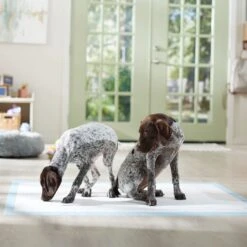 Frisco Mega Non-Skid Ultra Premium Dog Training & Potty Pads 13 Frisco Mega Non-Skid Ultra Premium Dog Training & Potty Pads -Pet Dog Supplies Store 793822 PT6. AC SS1800 V1683033862