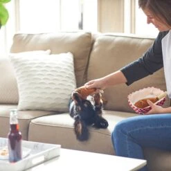 Frisco Corndog Interactive Plush Squeaky Dog Toy & Frisco Guacamole Hide & Seek Puzzle Plush Squeaky Dog Toy -Pet Dog Supplies Store 962086 PT3. AC SS1800 V1694782979