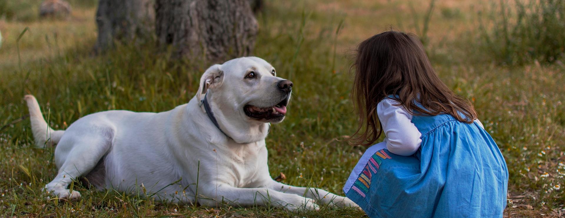 Pet Dog Supplies Store -Pet Dog Supplies Store kid 5718703 1920